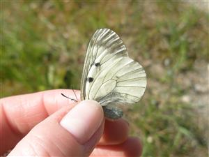 Parnassius mnemosyne